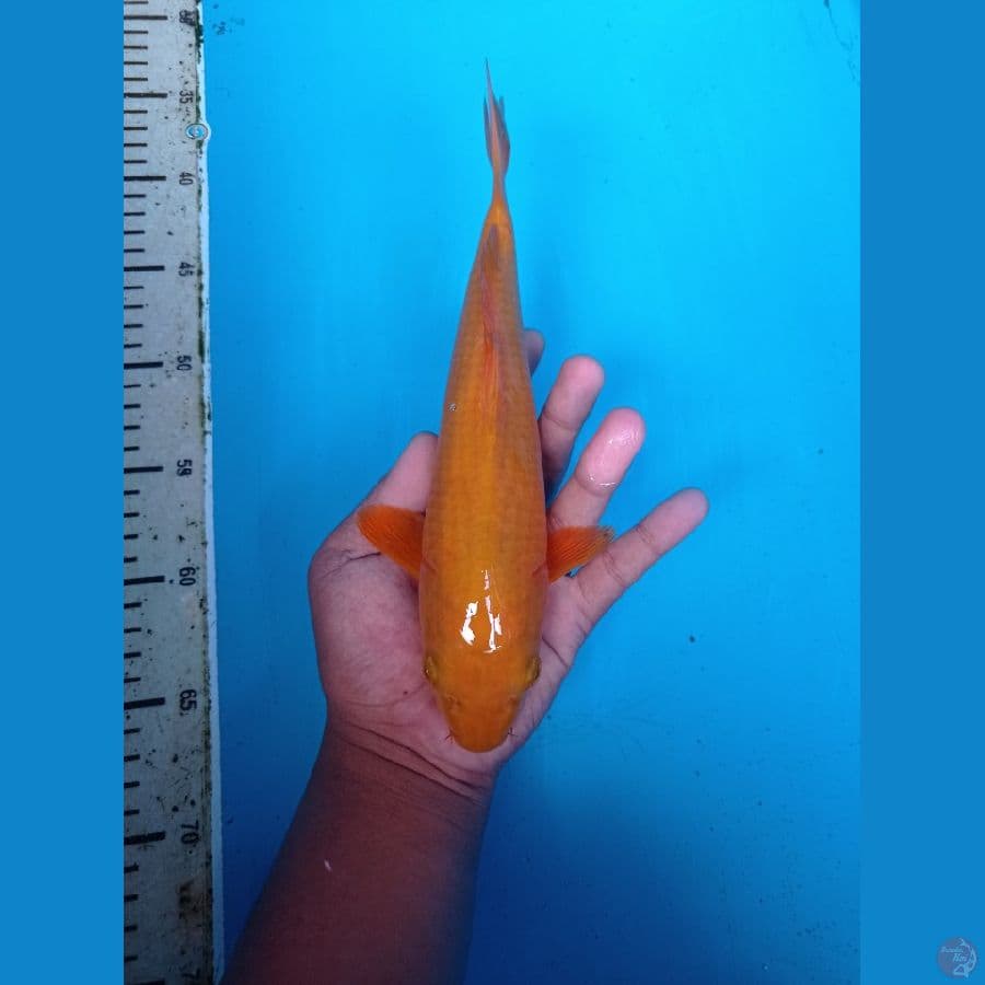 BAHAN CARAMEL 27CM