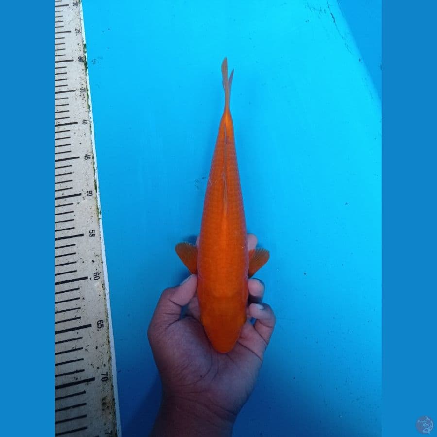 BAHAN CARAMEL 31CM