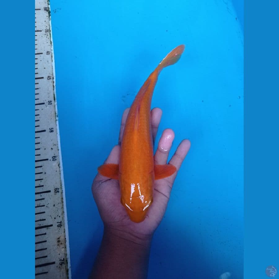 BAHAN CARAMEL 27CM
