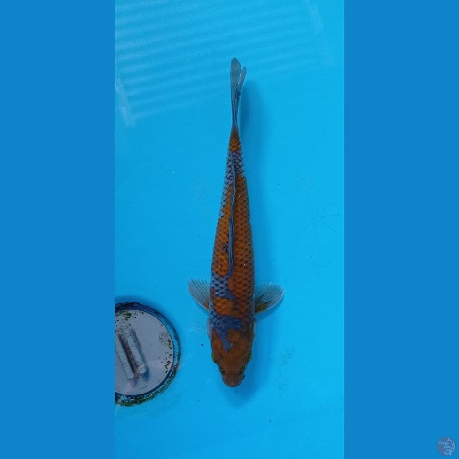 OCHIBA23CM