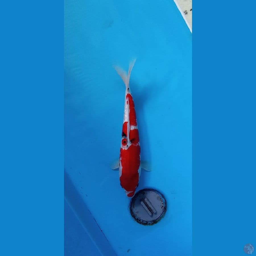 SANKE 27cm