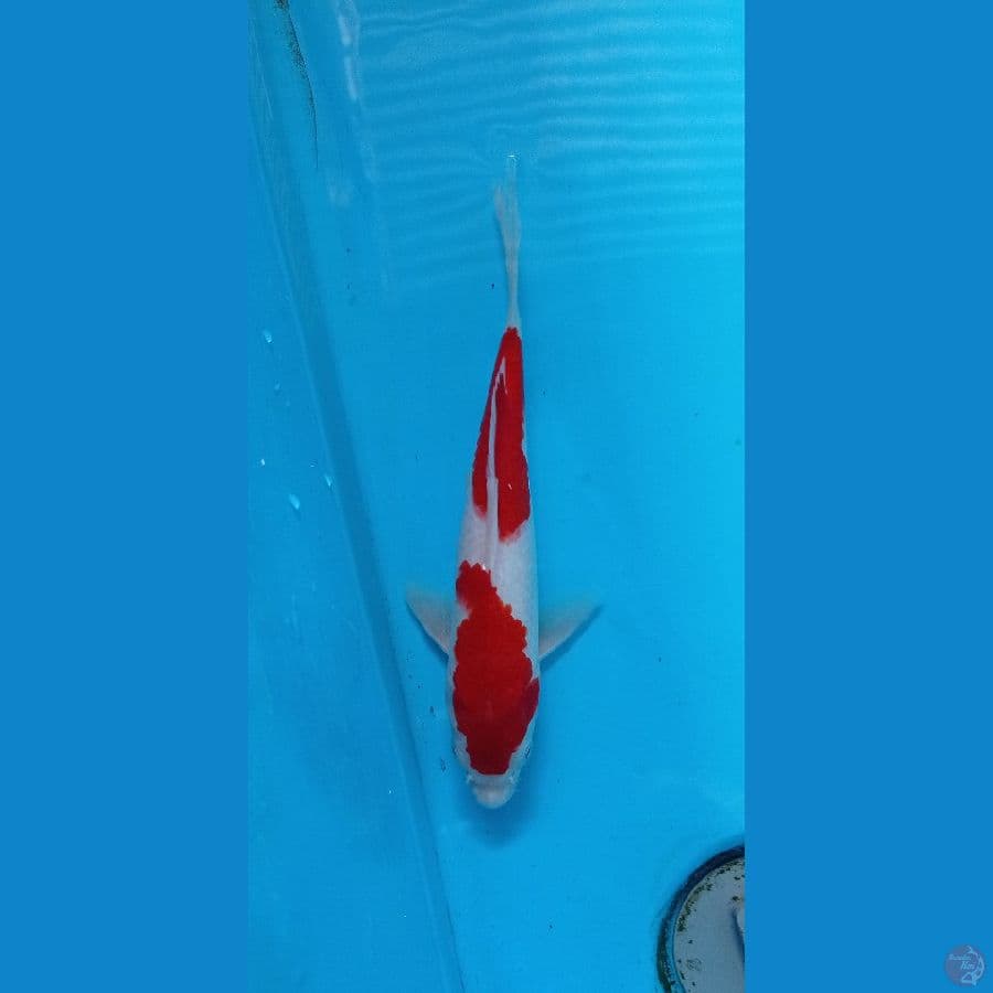 KOHAKU22CM