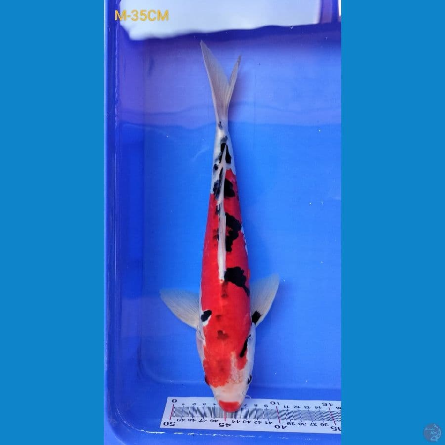 SANKE KUCHIBENI M-35CM