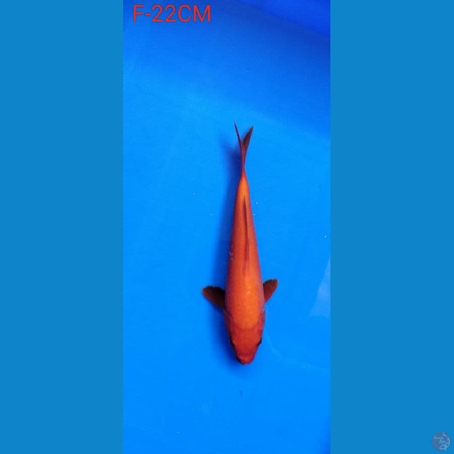 RED KARASHI F-22CM