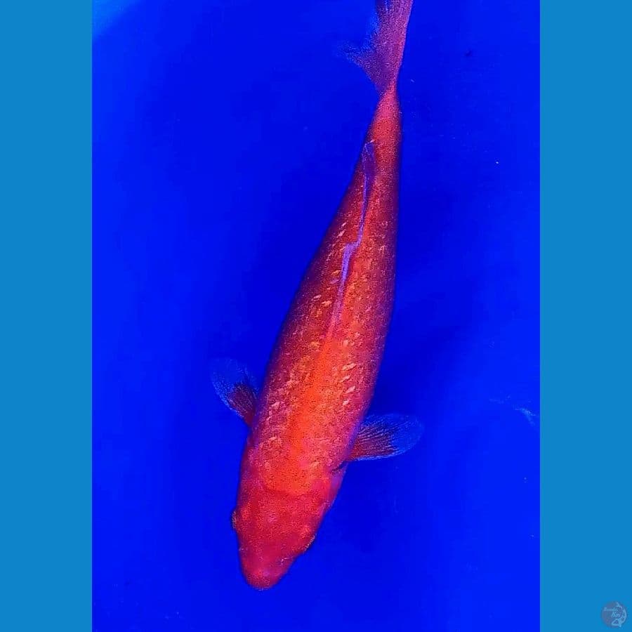 35 cm hajiro ginrin