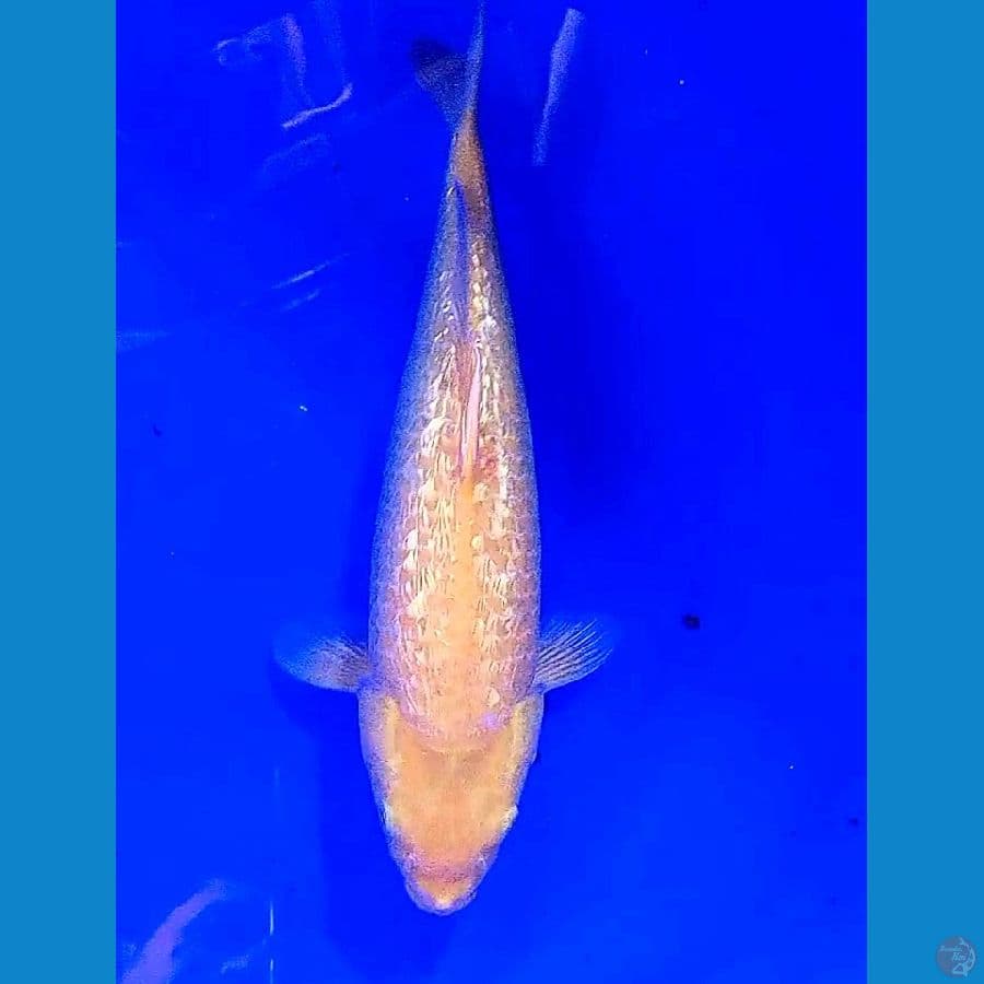 35 cm karashi ginrin