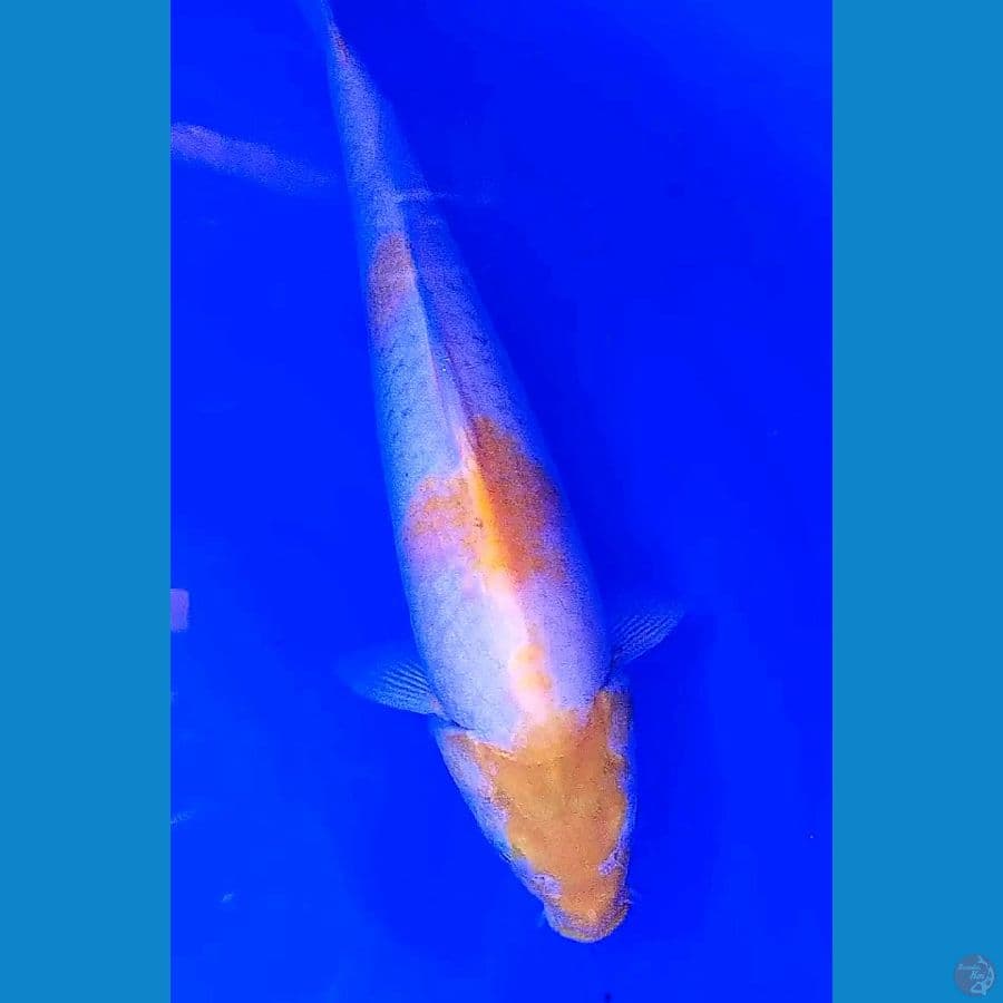37 cm kohaku koyo maruten