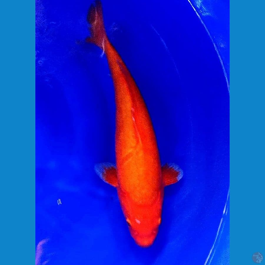 35 cm aka hajiro plus plus