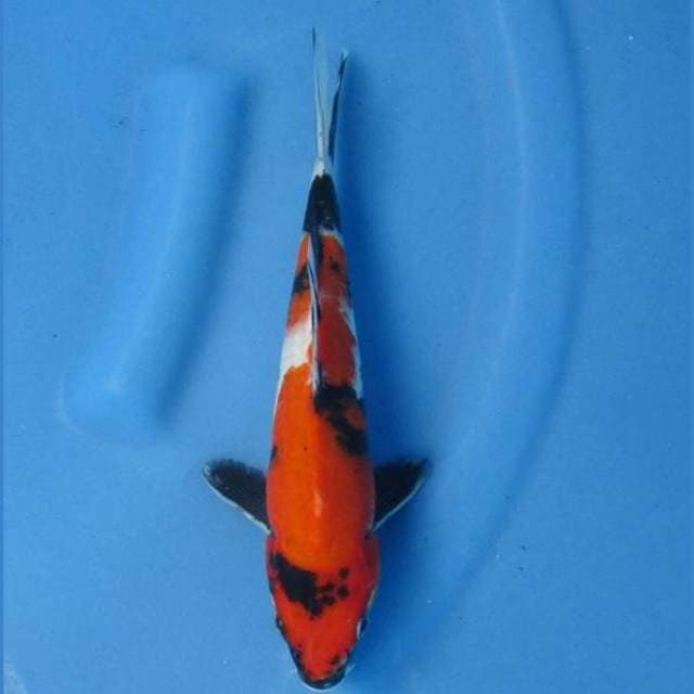 Doitsu Showa 26cm