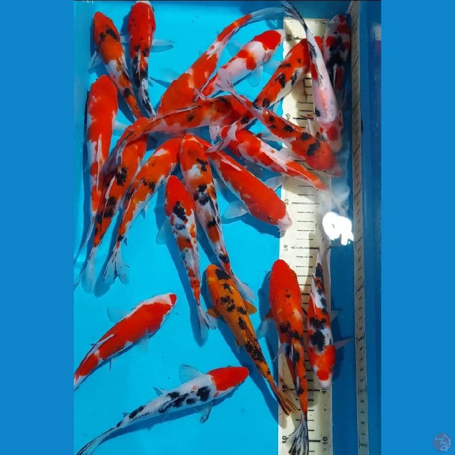 KOHAKU SANKE 16-21 CM 22 EKOR