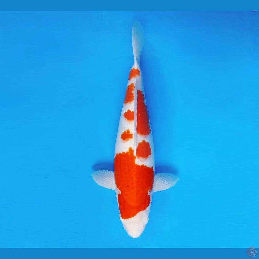 YORI 2 - Ai Goromo 35 cm/fm ®