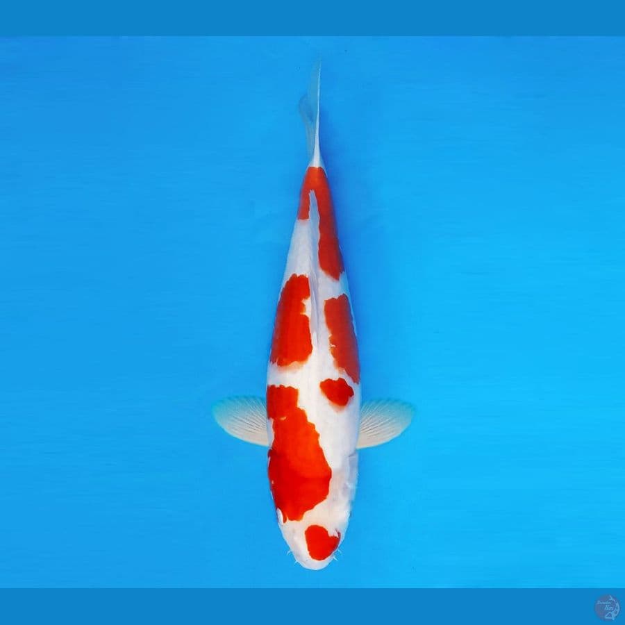 YORI 5 - Kohaku 36 cm/fm ®