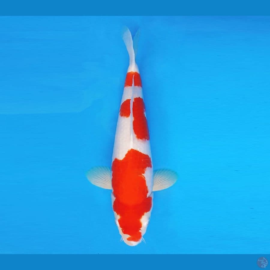 YORI 7 - Kohaku 35 cm/fm ®