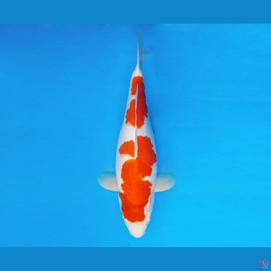 YORI 9 - Kohaku 38 cm/fm ®