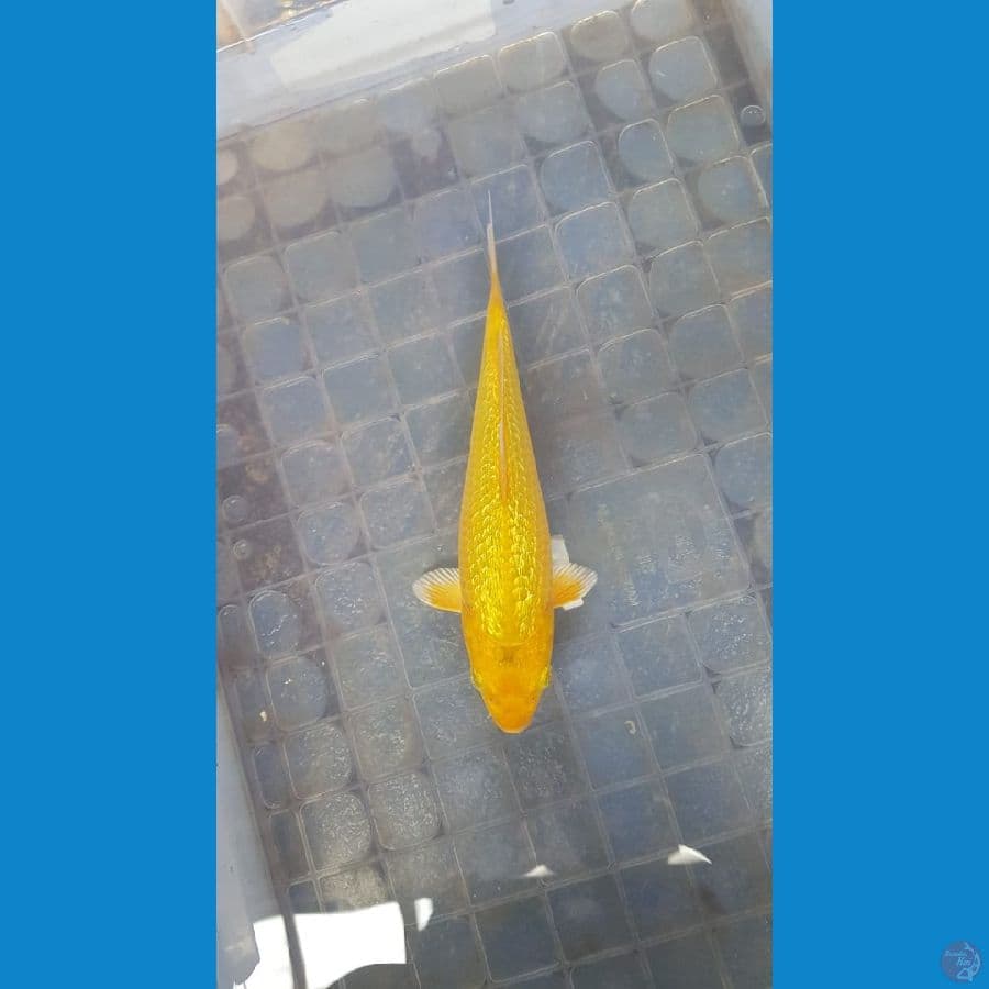 Karamel fuull ginrin 20cm ready show