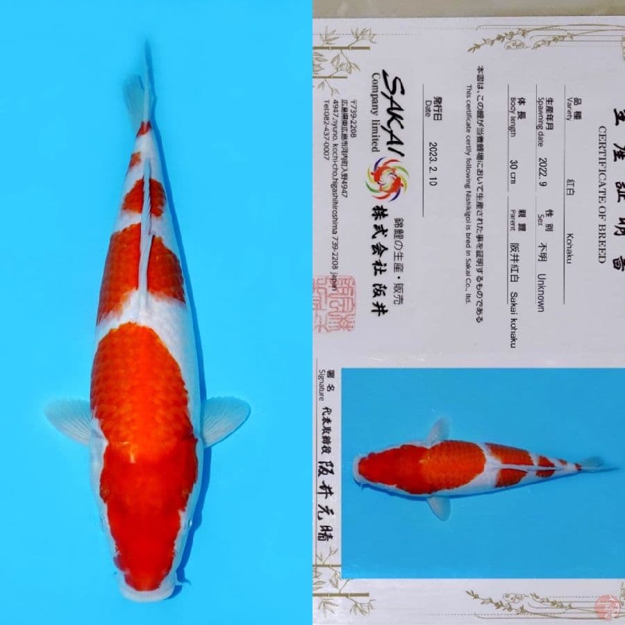SAKAI GONDAN KOHAKU HQ 40CM
