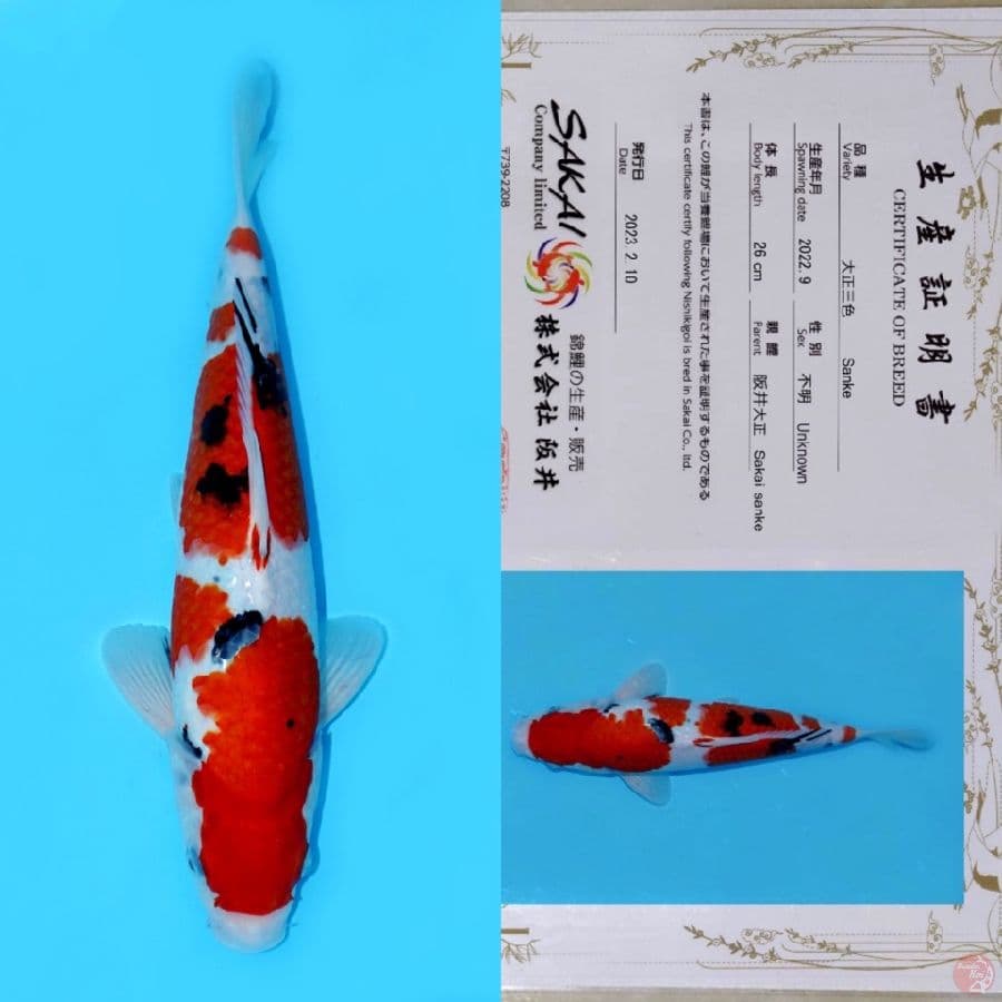 SAKAI GONDAN SANKE SQ 34CM