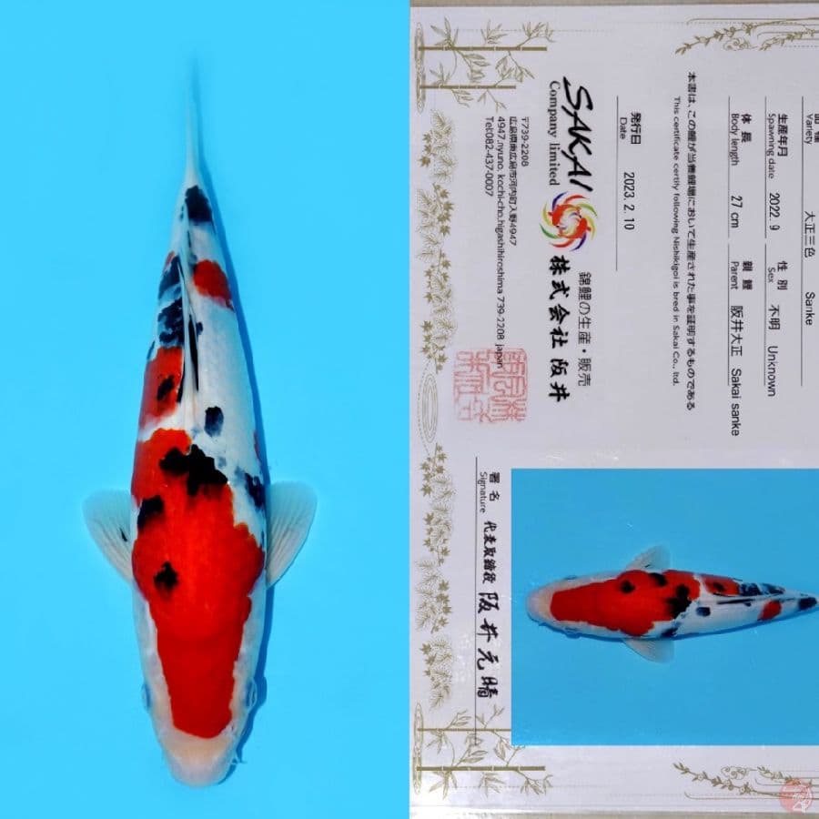 SAKAI SANDAN SANKE HQ 35CM