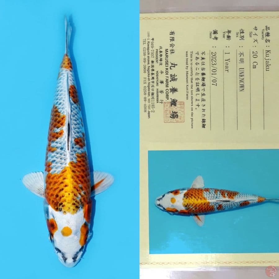 MARUSEI MARUTEN KUJAKU SQ 27CM