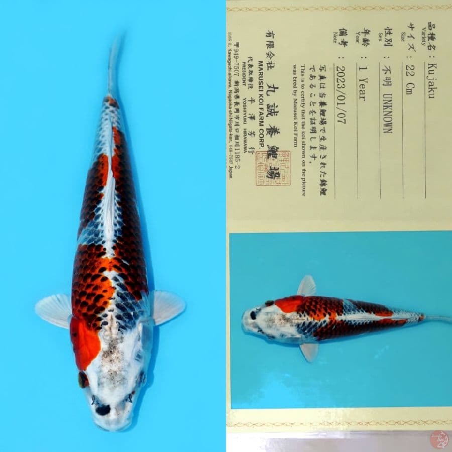 MARUSEI RED KUJAKU HQ 30CM