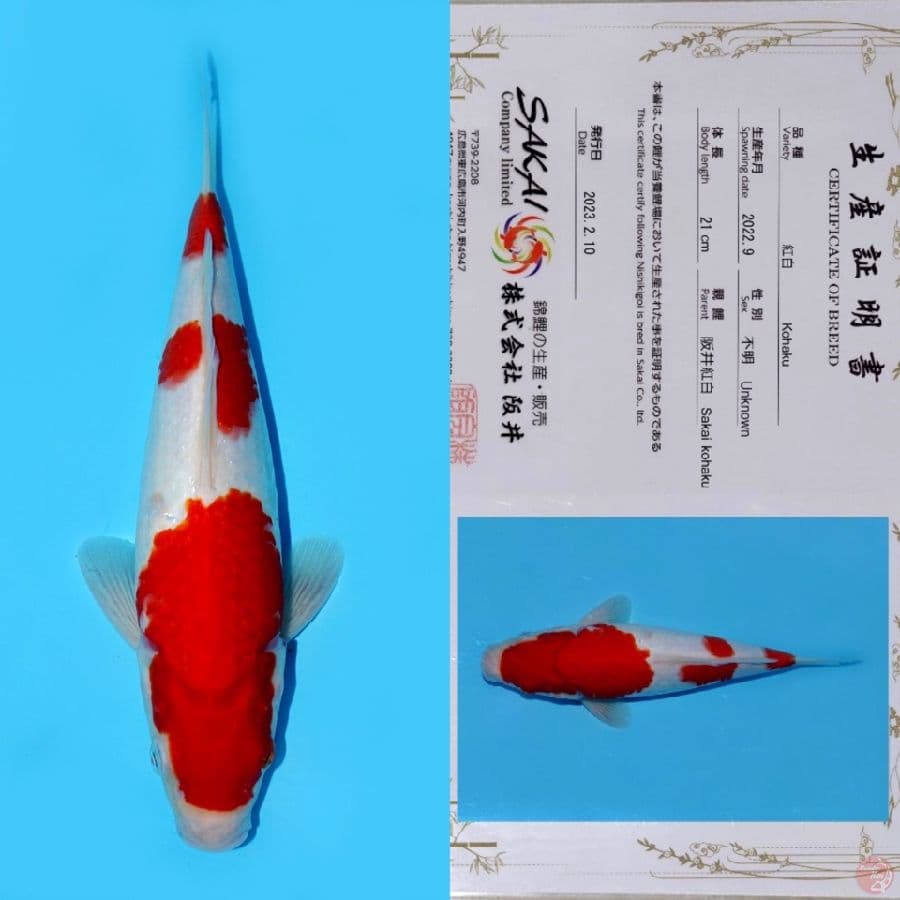 SAKAI SANDAN KOHAKU HQ 29CM