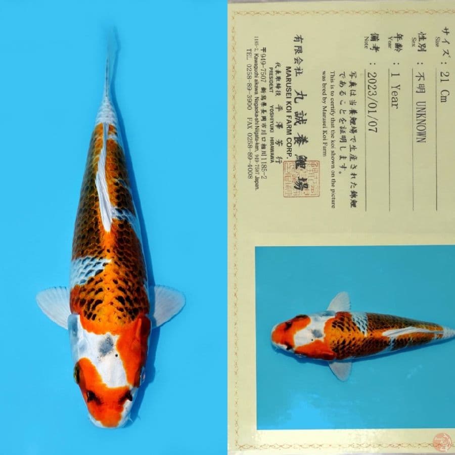 MARUSEI INAZUMA KUJAKU HQ 28CM