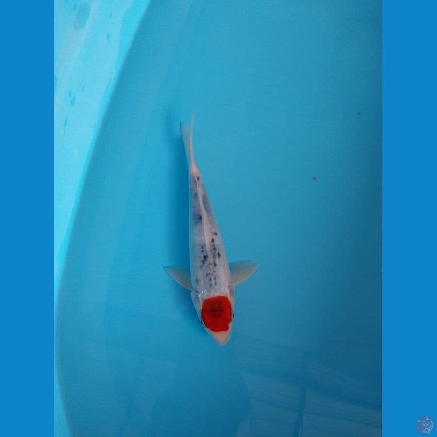 Tanco Goshiki 25 Cm
