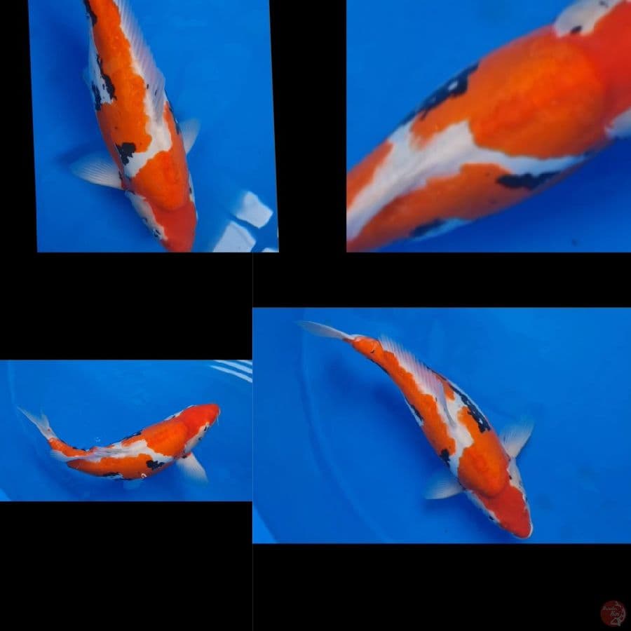 Beni Kumonryu