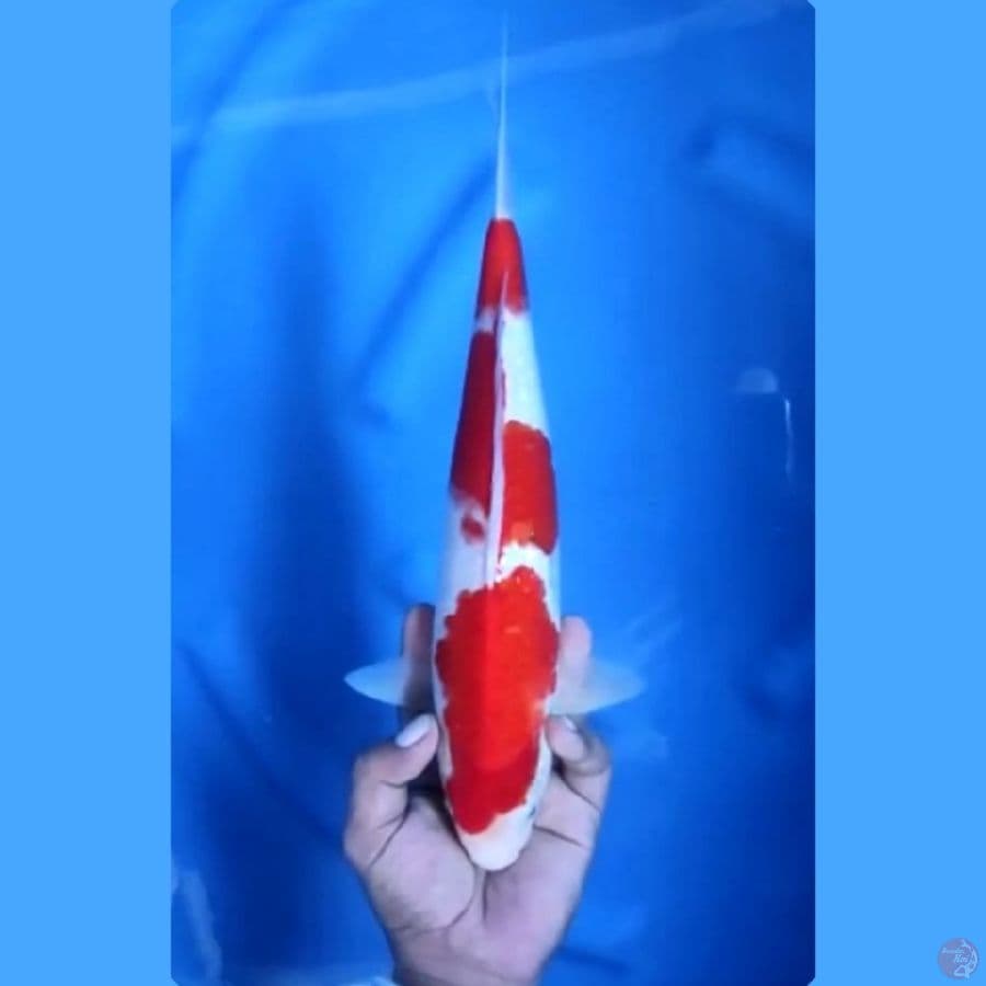 ( 33CM ) KOHAKU MANTAP - MALE