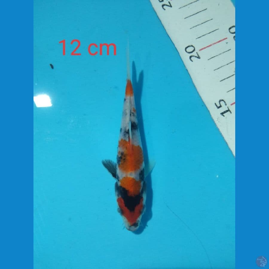 showa 12 cm