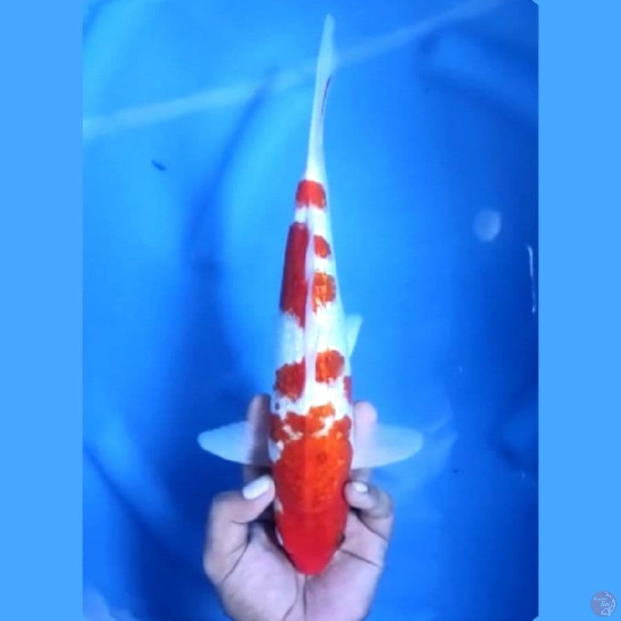 ( 31CM ) AI GOROMO GINRIN - MALE