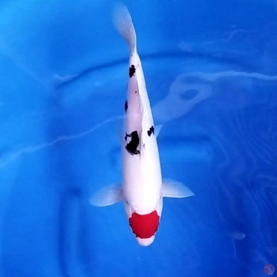 ( 29CM ) TANCHO ORIGINAL PUTIH BERSIH - MALE
