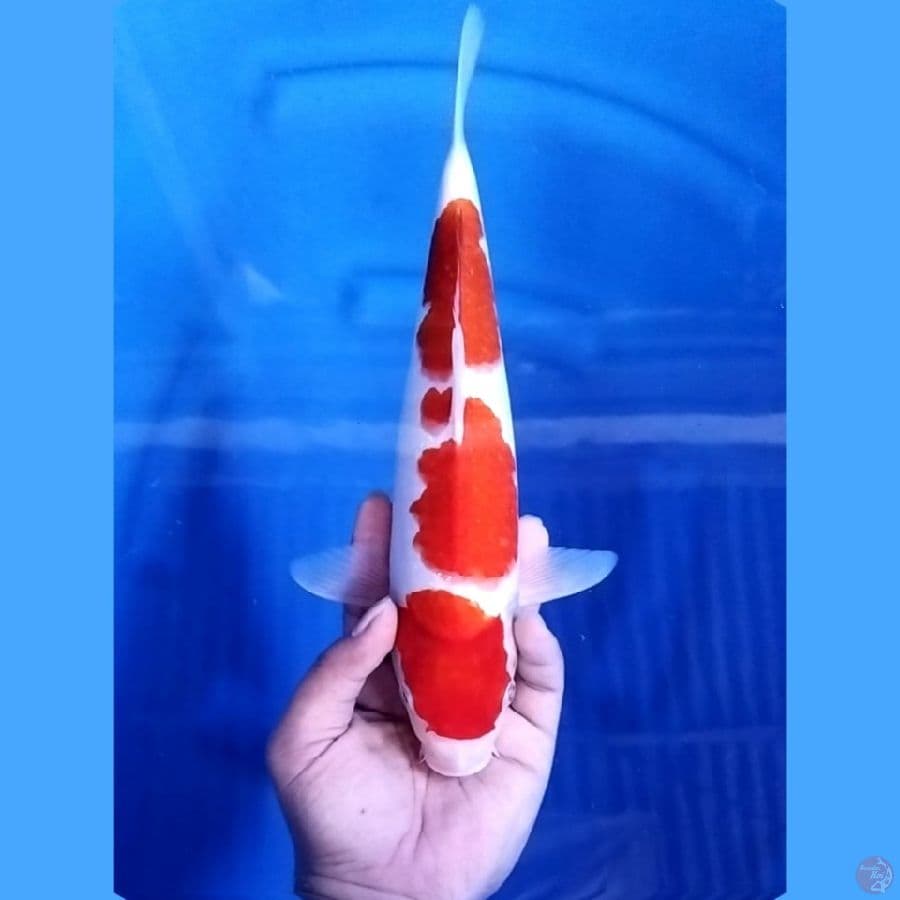 ( 33CM ) KOHAKU MANTAP - MALE