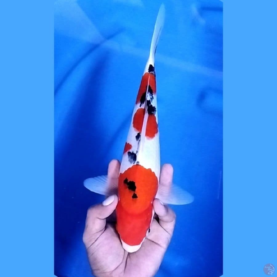( 32CM ) SANKE ISTIMEWA - MALE