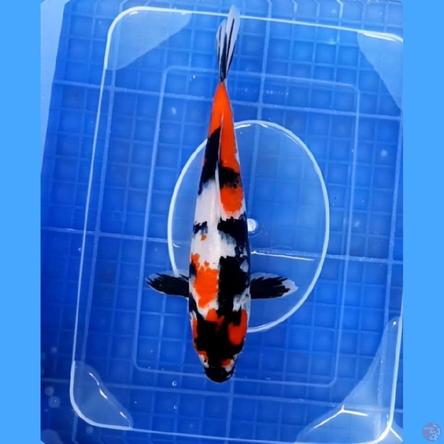 ( 24CM ) SHOWA ORIGINAL - FEMALE
