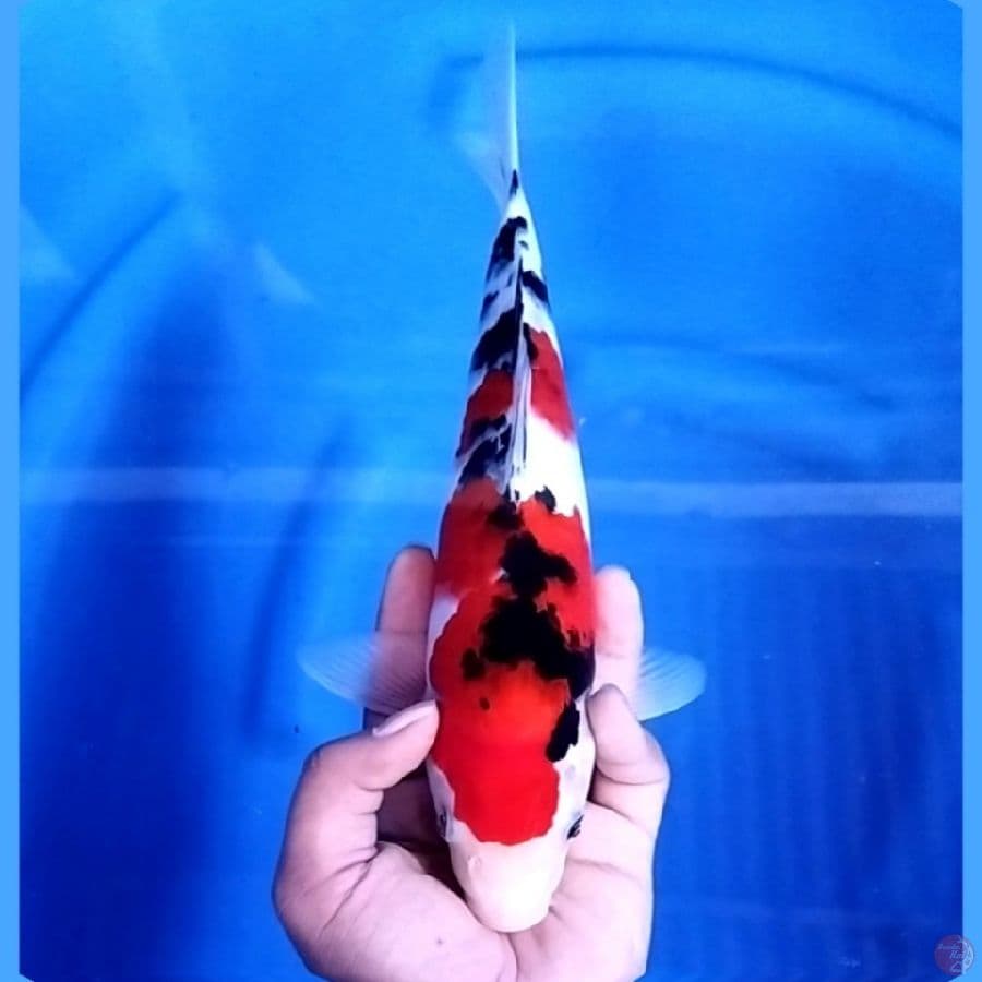 ( 31CM ) SANKE - FEMALE