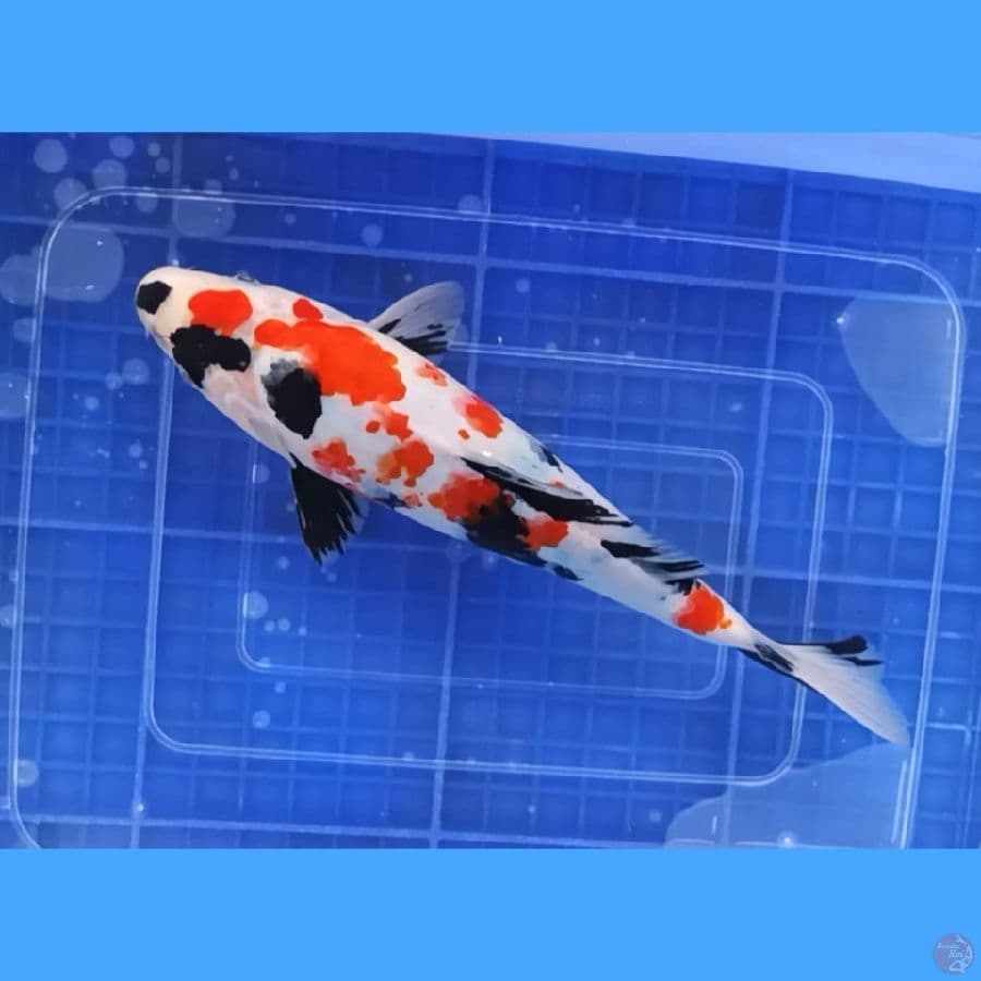 ( 28CM ) SHOWA SAKURA - FEMALE