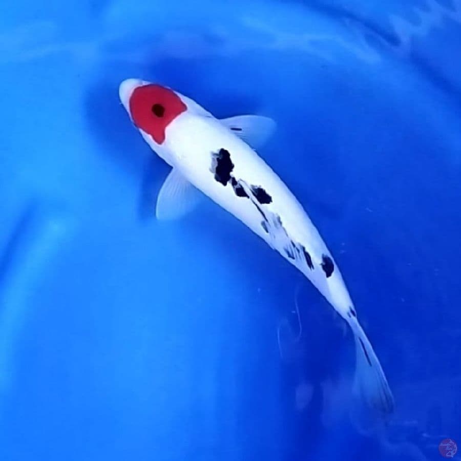 ( 32CM ) TANCHO SHOWA ORIGINAL - FEMALE