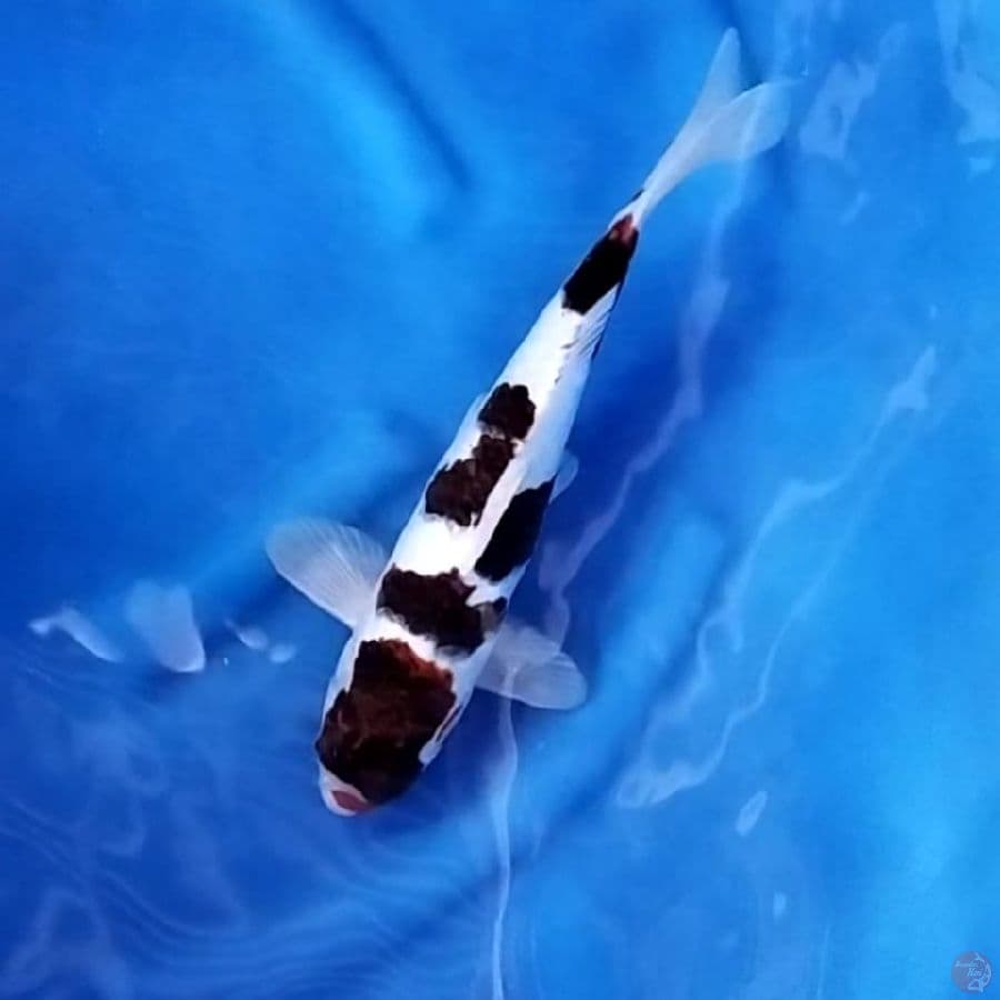 ( 33CM ) BUDO GOROMO - MALE