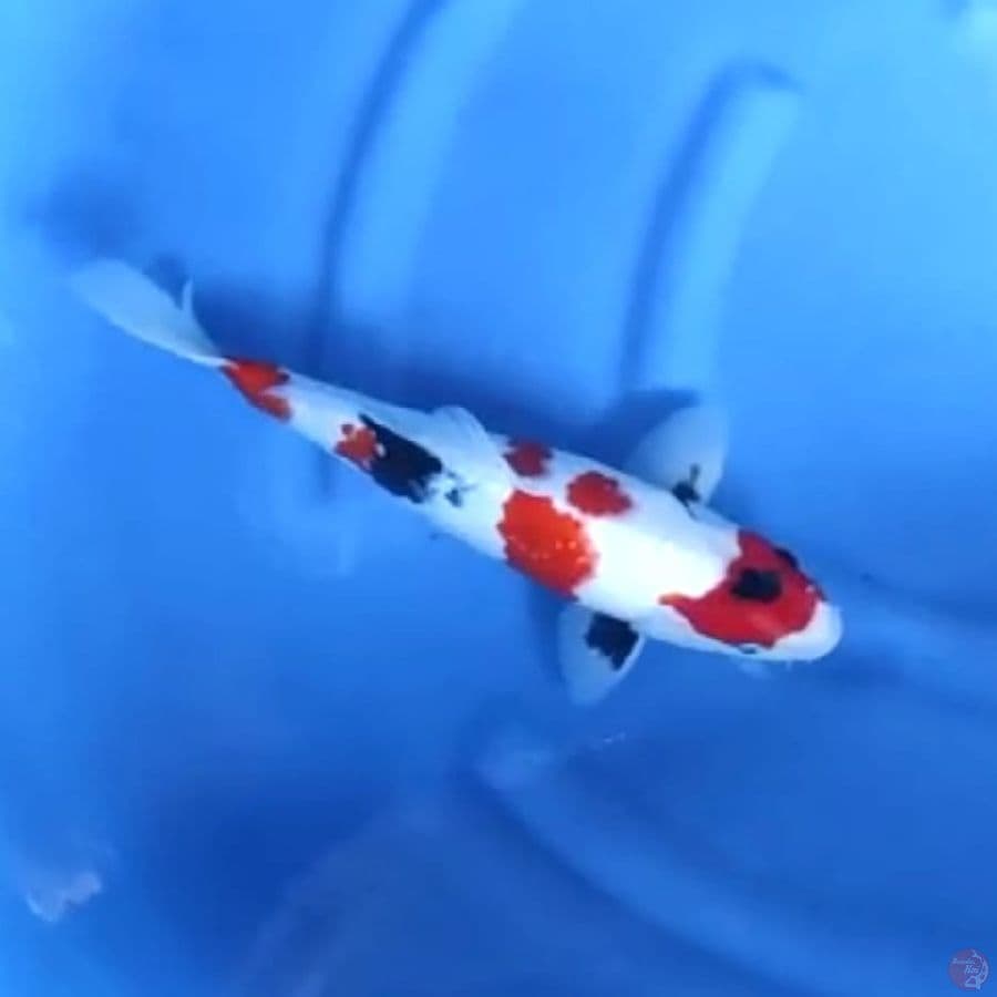 ( 35CM ) KINDAI SHOWA - MALE