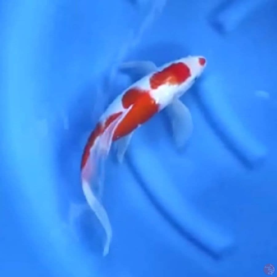 ( 38CM ) KUMPAY KOHAKU - FEMALE