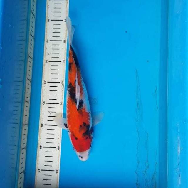 Showa 33cm