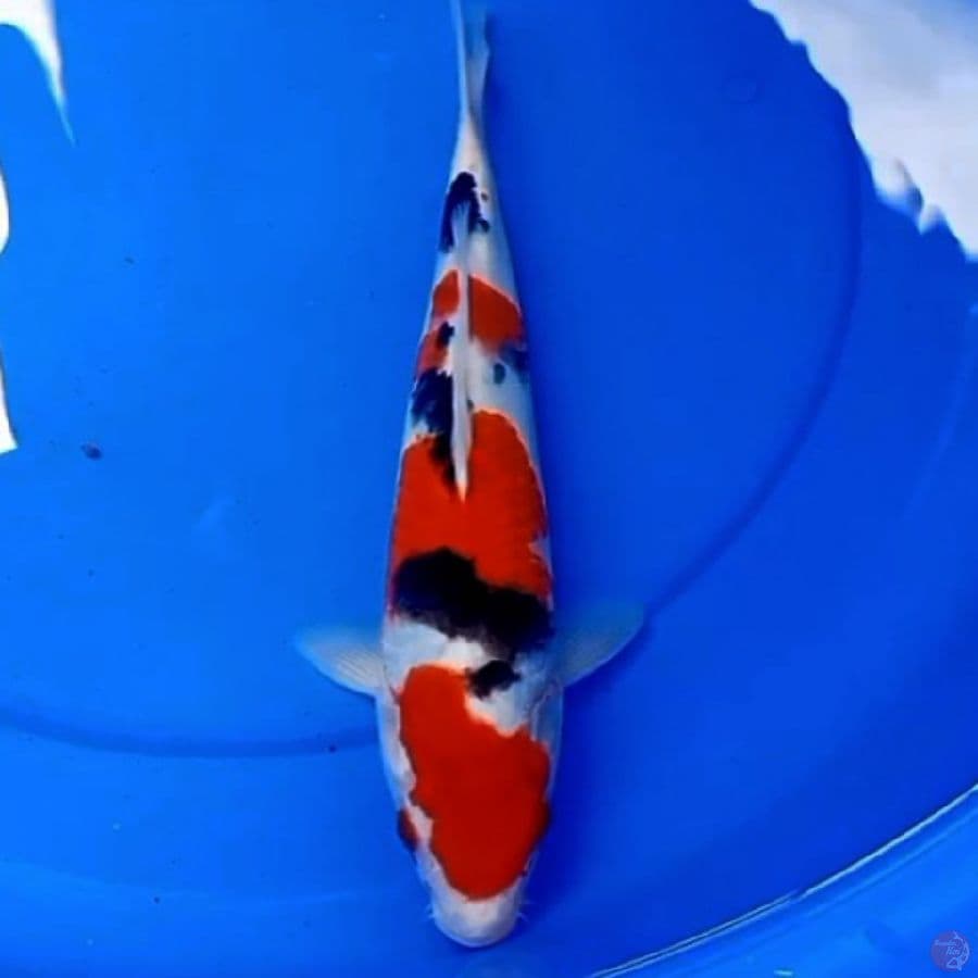 34cm SANKE HIGHT QUALITY