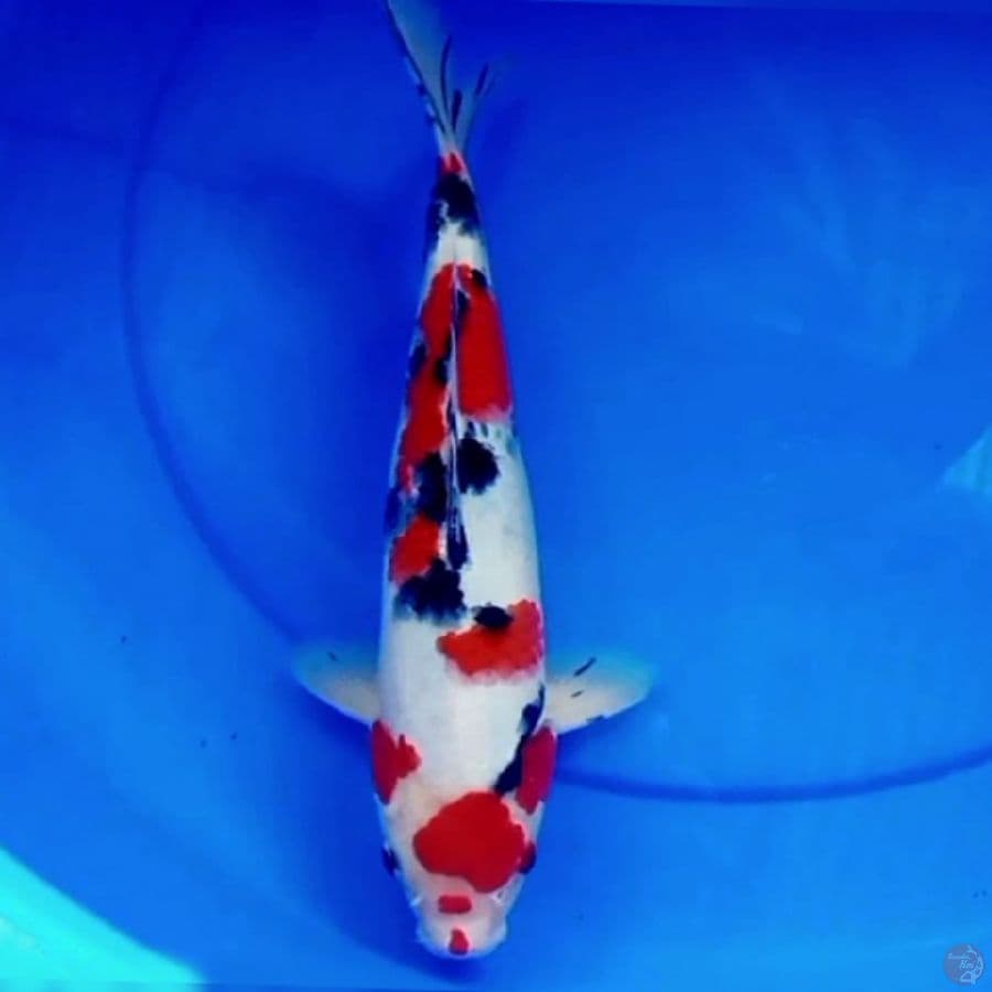 33cm ISTIMEWA SANKE SUPER RED