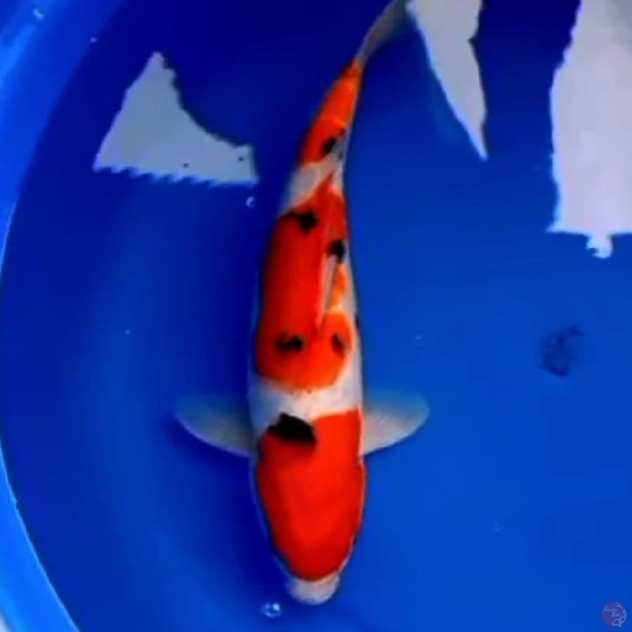 41cm TATEGOI SANKE 3STEP