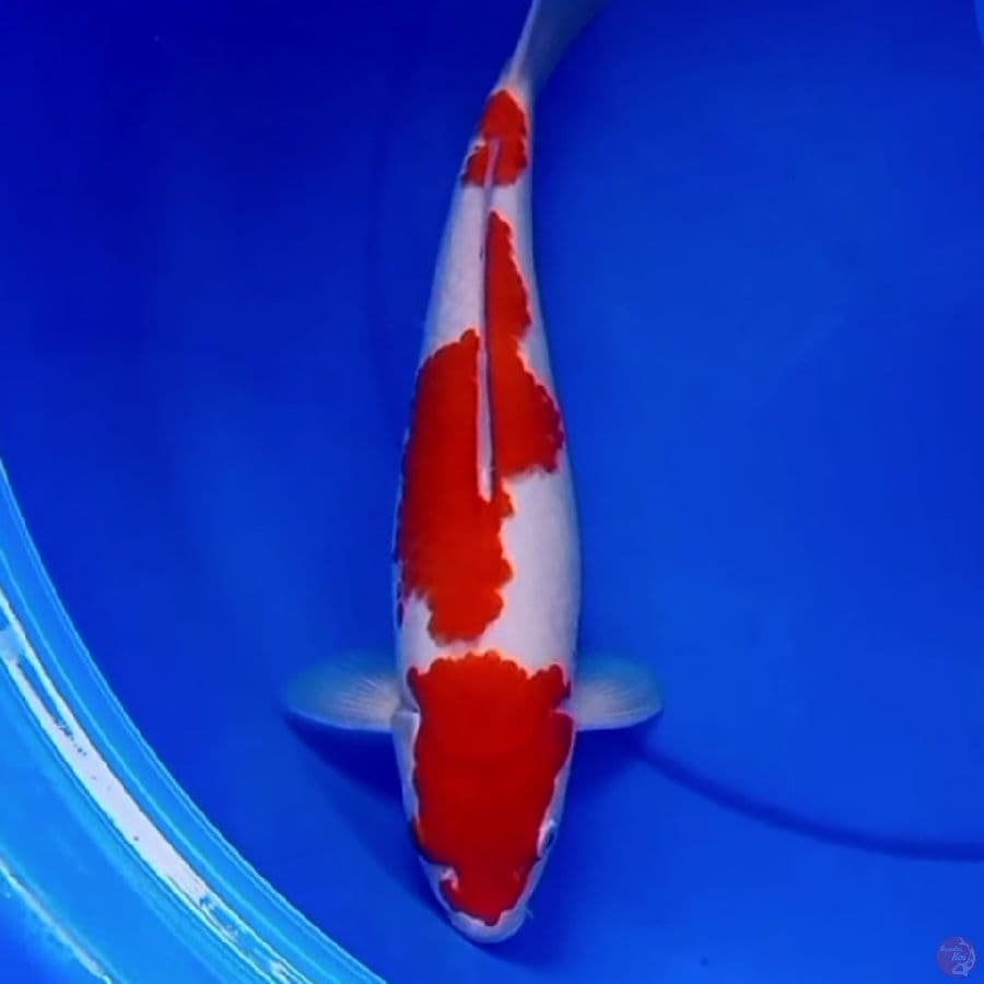 34cm F1 KOHAKU RED DEVILS
