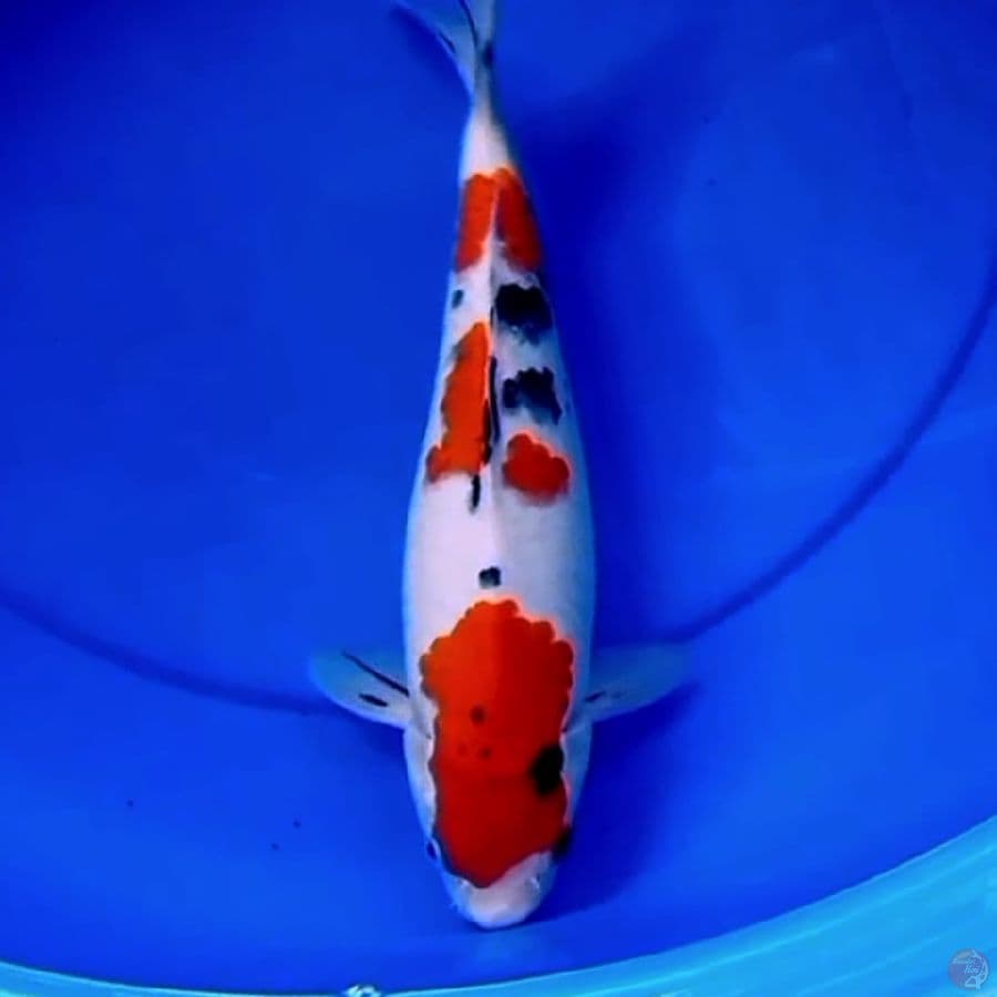 33cm F1 SANKE ISTIMEWA