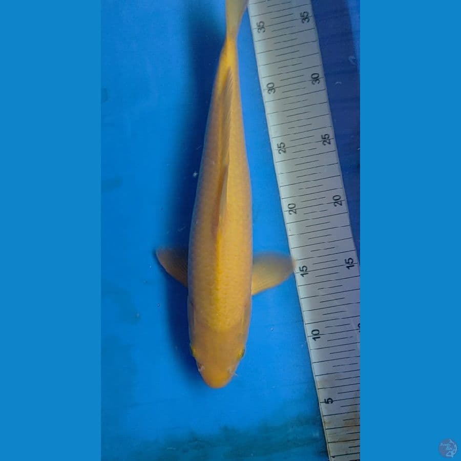 F1 KARASHI CORN 32CM