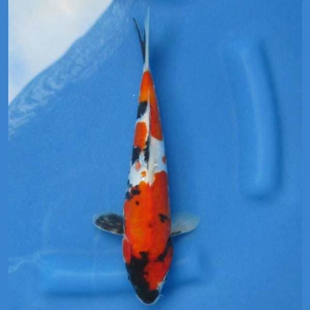 Doitsu Showa 25cm