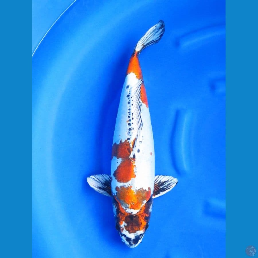 52cm , F1 Male - Super Jumbo Benikiko